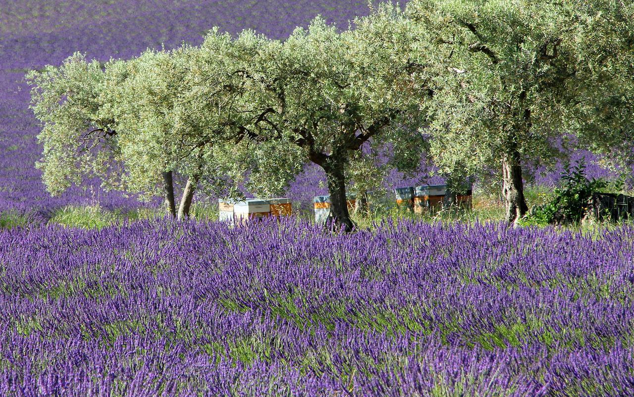 Bed and Breakfast Le Jardin De Celina Valensole Exterior foto